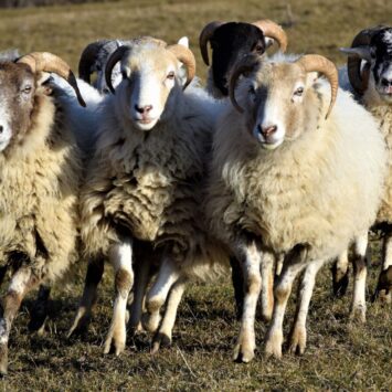 pecore ahimsa amore di lana 1